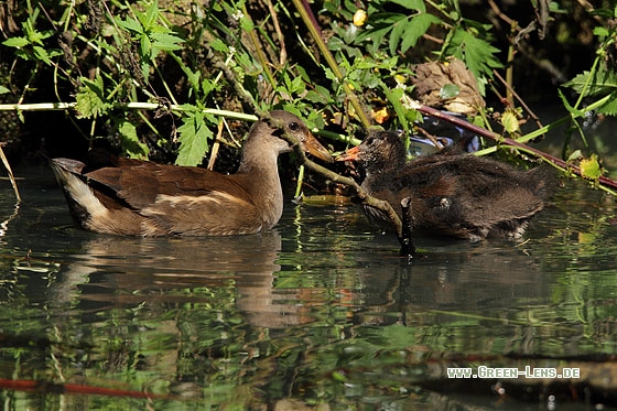 Teichhuhn - Copyright Stefan Pfützke