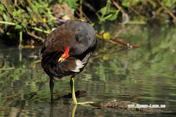 Teichhuhn - Copyright Stefan Pfützke