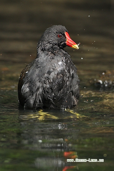 Teichhuhn - Copyright Stefan Pfützke