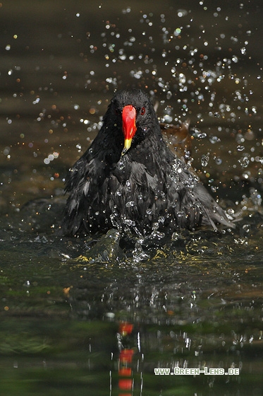 Teichhuhn - Copyright Stefan Pfützke