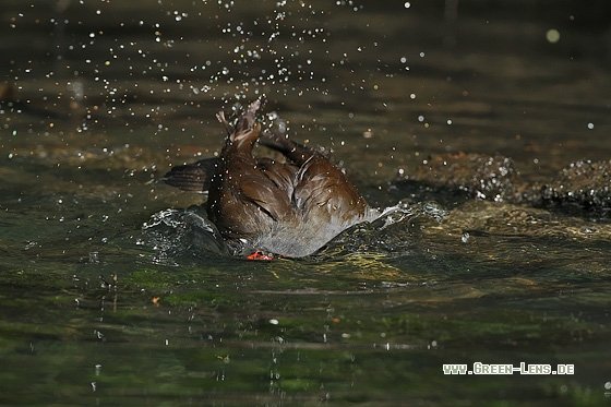 Teichhuhn - Copyright Stefan Pfützke