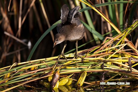 Teichhuhn - Copyright Mathias Putze