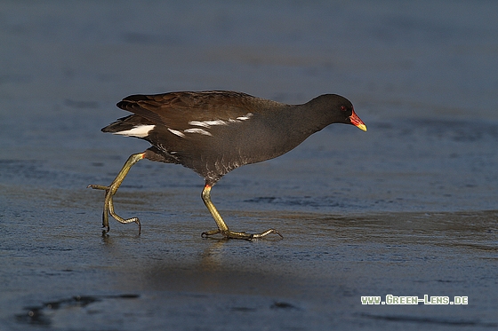 Teichhuhn - Copyright Stefan Pfützke