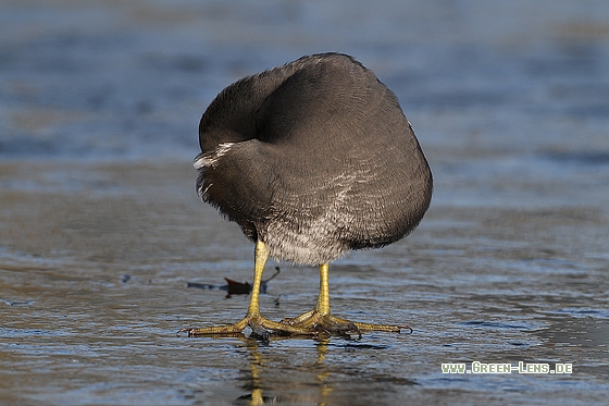 Teichhuhn - Copyright Stefan Pfützke