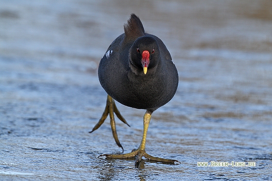 Teichhuhn - Copyright Stefan Pfützke