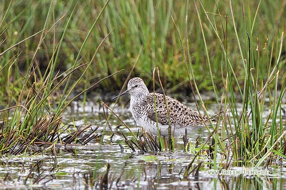Teichwasserläufer - Copyright Stefan Pfützke