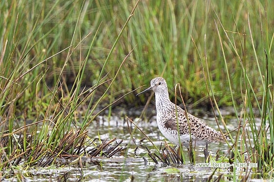 Teichwasserläufer - Copyright Stefan Pfützke