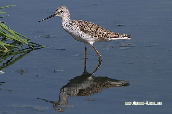 Teichwasserläufer - Copyright Stefan Pfützke