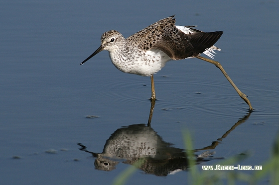 Teichwasserläufer - Copyright Stefan Pfützke