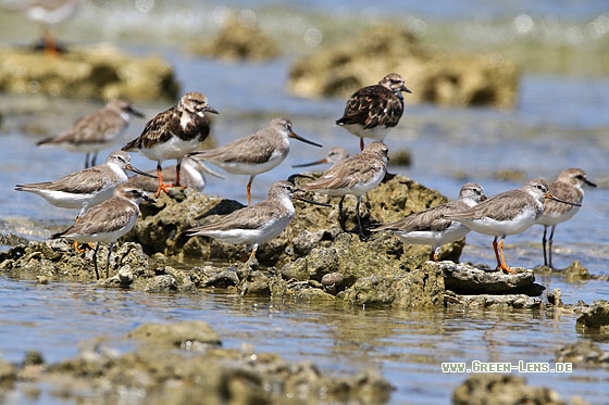 Terekwasserläufer - Copyright Stefan Pfützke