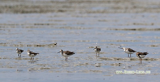 Terekwasserläufer - Copyright Stefan Pfützke