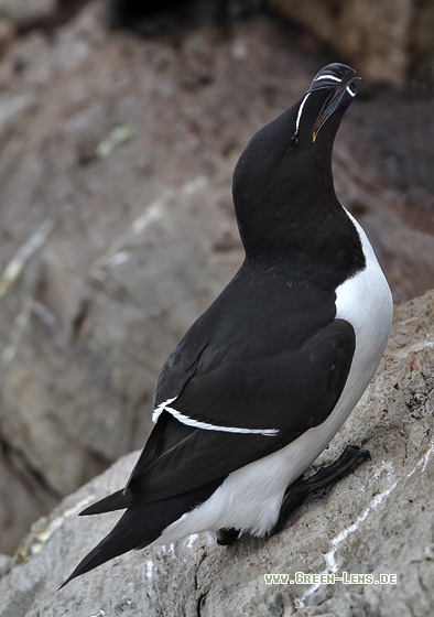 Tordalk - Copyright Stefan Pfützke