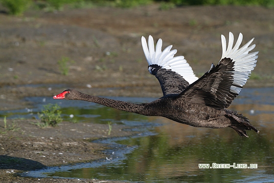 Schwarzschwan - Copyright Stefan Pfützke