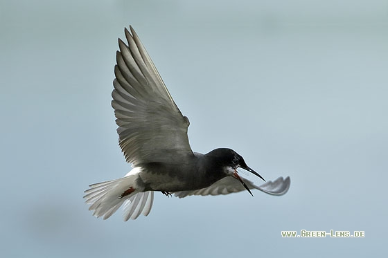 Trauerseeschwalbe - Copyright Stefan Pfützke