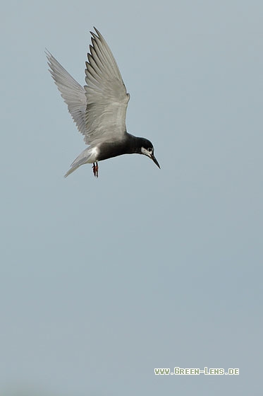 Trauerseeschwalbe - Copyright Stefan Pfützke