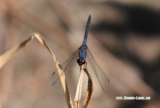 Trithemis festiva - Copyright Christian Gelpke