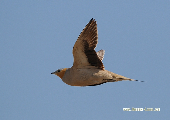 Tropfenflughuhn - Copyright Christian Gelpke