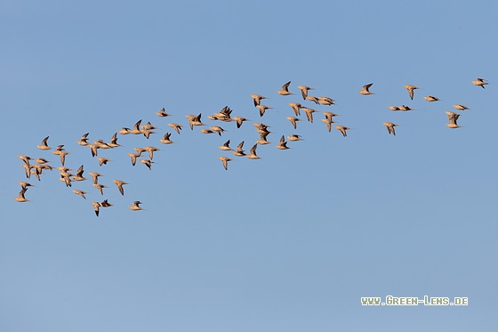Tropfenflughuhn - Copyright Mathias Putze
