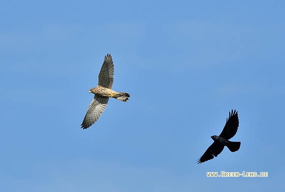 Turmfalke - Copyright Stefan Pfützke