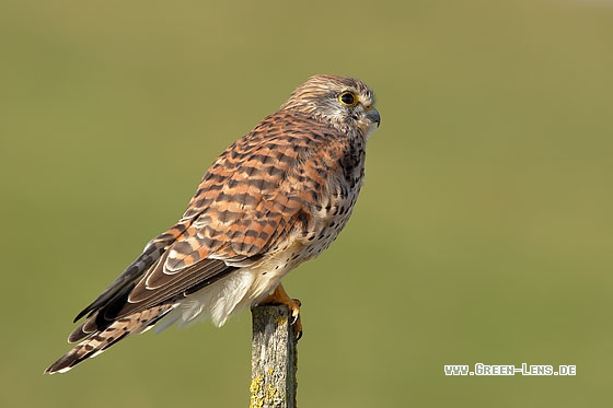 Turmfalke - Copyright Stefan Pfützke