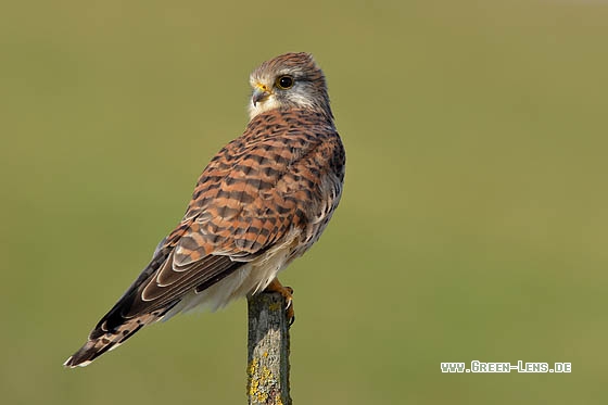 Turmfalke - Copyright Stefan Pfützke