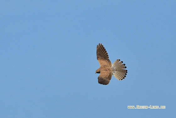 Turmfalke - Copyright Stefan Pfützke