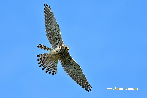 Turmfalke - Copyright 