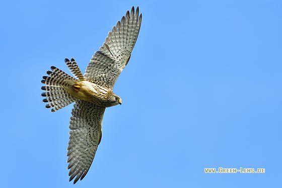 Turmfalke - Copyright 