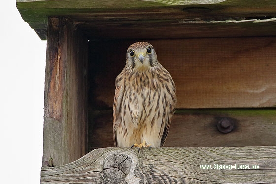 Turmfalke - Copyright Stefan Pfützke