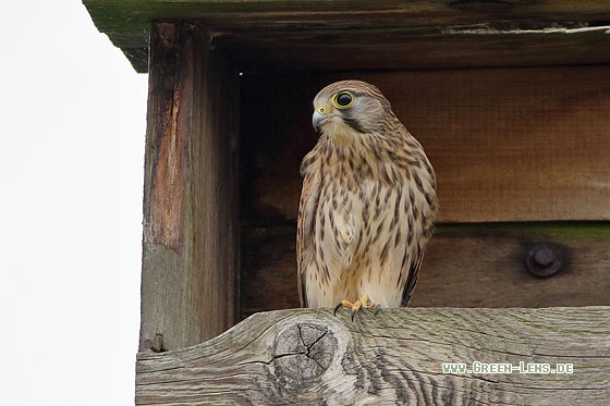 Turmfalke - Copyright Stefan Pfützke