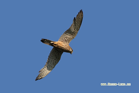 Turmfalke - Copyright Stefan Pfützke