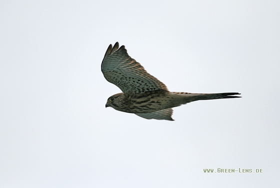 Turmfalke - Copyright Stefan Pfützke