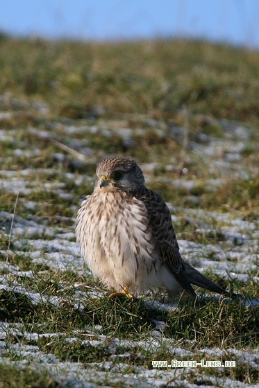 Turmfalke - Copyright Stefan Pfützke