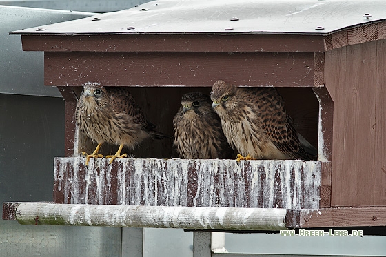 Turmfalke - Copyright Stefan Pfützke