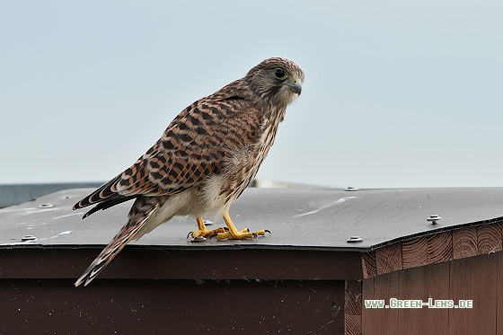 Turmfalke - Copyright Stefan Pfützke