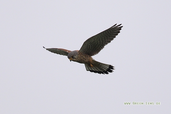 Turmfalke - Copyright Stefan Pfützke