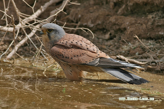 Turmfalke - Copyright Stefan Pfützke