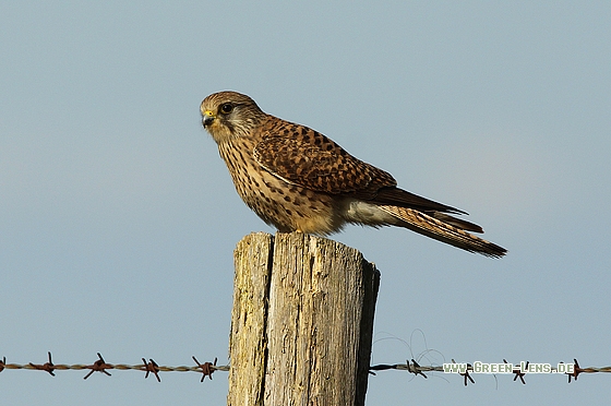 Turmfalke - Copyright Stefan Pfützke