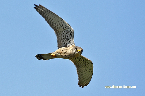 Turmfalke - Copyright Stefan Pfützke