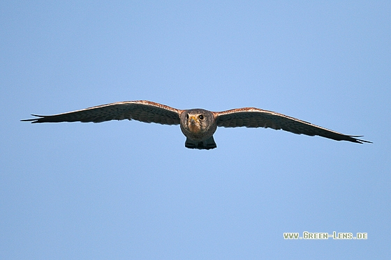 Turmfalke - Copyright Stefan Pfützke