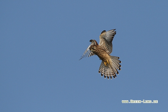 Turmfalke - Copyright Stefan Pfützke