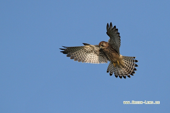 Turmfalke - Copyright Stefan Pfützke