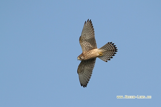 Turmfalke - Copyright Stefan Pfützke