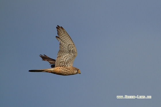 Turmfalke - Copyright Stefan Pfützke