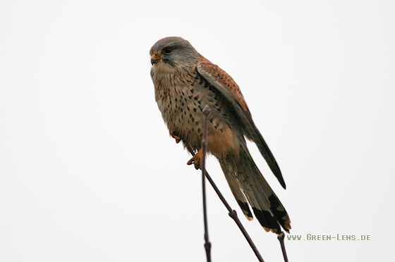 Turmfalke - Copyright Stefan Pfützke