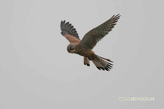 Turmfalke - Copyright Stefan Pfützke