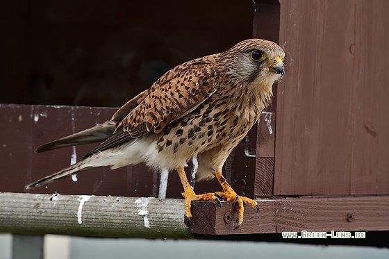 Turmfalke - Copyright Stefan Pfützke