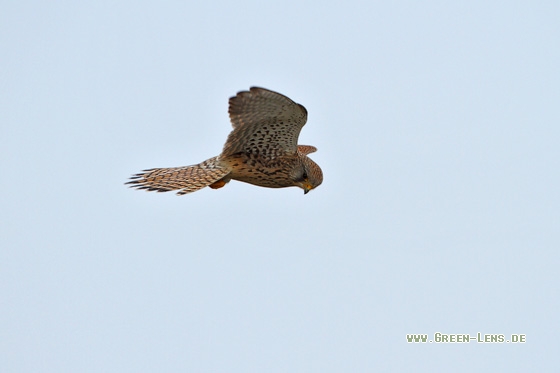 Turmfalke - Copyright Stefan Pfützke