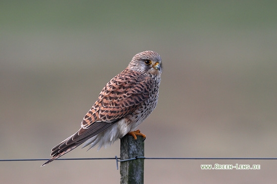 Turmfalke - Copyright Stefan Pfützke