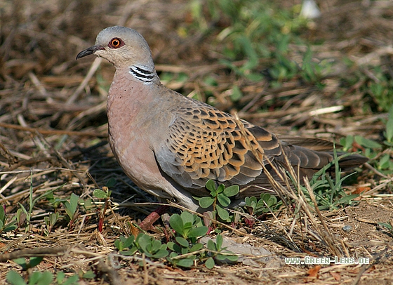 Turteltaube - Copyright Stefan Pfützke